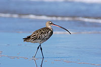 Curlew (Numenius arquata) - Courlis cendré 10601