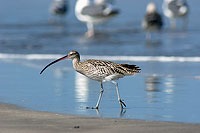 Curlew (Numenius arquata) - Courlis cendré 10602