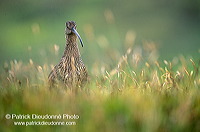 Curlew (Numenius arquata) - Courlis cendré - 11229