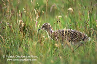 Curlew (Numenius arquata) - Courlis cendré - 17489