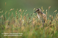 Curlew (Numenius arquata) - Courlis cendré - 17490 Curlew (Numenius arquata) - Courlis cendré - 17490