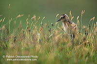 Curlew (Numenius arquata) - Courlis cendré - 17490