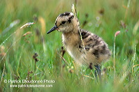 Curlew (Numenius arquata) - Courlis cendré - 17492