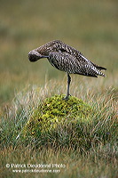 Curlew (Numenius arquata) - Courlis cendré - 17493