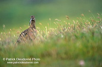 Curlew (Numenius arquata) - Courlis cendré - 17499