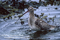 Curlew (Numenius arquata) - Courlis cendré - 17502