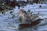 Curlew (Numenius arquata) - Courlis cendré - 17503 Curlew (Numenius arquata) - Courlis cendré - 17503