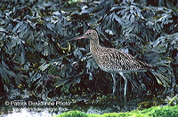 Curlew (Numenius arquata) - Courlis cendré - 17510