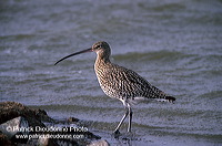 Curlew (Numenius arquata) - Courlis cendré - 17513