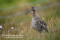 Curlew (Numenius arquata) - Courlis cendré - 17518