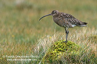 Curlew (Numenius arquata) - Courlis cendré - 17522