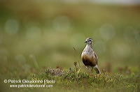 Dotterel (Charadrius morinellus) - Pluvier guignard - 11239 Dotterel (Charadrius morinellus) - Pluvier guignard - 11239