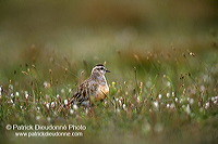 Dotterel (Charadrius morinellus) - Pluvier guignard - 17526