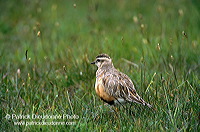Dotterel (Charadrius morinellus) - Pluvier guignard - 17527 Dotterel (Charadrius morinellus) - Pluvier guignard - 17527