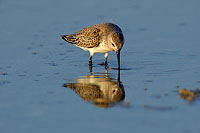 Dunlin (Calidris alpina alpina) - Bécasseau variable 10610