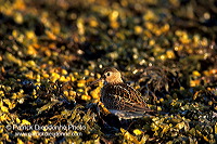 Dunlin (Calidris alpina) - Becasseau variable - 17531