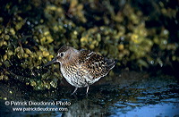 Dunlin (Calidris alpina) - Becasseau variable - 17532 Dunlin (Calidris alpina) - Becasseau variable - 17532