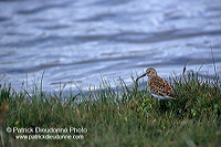 Dunlin (Calidris alpina) - Becasseau variable - 17536 Dunlin (Calidris alpina) - Becasseau variable - 17536