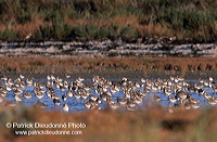 Dunlin (Calidris alpina) - Becasseau variable - 17538