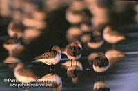 Dunlin (Calidris alpina) - Becasseau variable - 17541