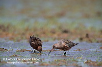 Bar-tailed Godwit (Limosa lapponica) - Barge rousse - 17545