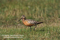 Bar-tailed Godwit (Limosa lapponica) - Barge rousse - 17546
