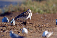 Black-tailed godwit (Limosa limosa) - Barge Ã  queue noire 10677