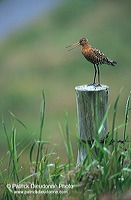 Blacktailed godwit (Limosa limosa) - Barge à queue noire - 17548