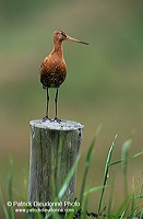 Blacktailed godwit (Limosa limosa) - Barge à queue noire - 17550