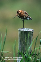 Blacktailed godwit (Limosa limosa) - Barge à queue noire - 17551