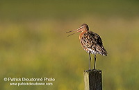 Blacktailed godwit (Limosa limosa) - Barge à queue noire - 17555