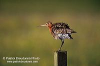 Blacktailed godwit (Limosa limosa) - Barge à queue noire - 17557