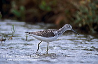 Greenshank (Tringa nebularia) - Chevalier aboyeur - 17566