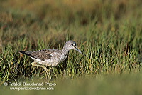 Greenshank (Tringa nebularia) - Chevalier aboyeur - 17567