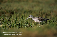 Greenshank (Tringa nebularia) - Chevalier aboyeur - 17568 Greenshank (Tringa nebularia) - Chevalier aboyeur - 17568