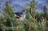 Greenshank (Tringa nebularia) - Chevalier aboyeur - 17570