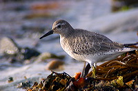 Knot (Calidris canutus) - Becasseau maubeche - 17921