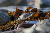 Knot (Calidris canutus) - Becasseau maubeche - 17922 Knot (Calidris canutus) - Becasseau maubeche - 17922