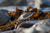 Knot (Calidris canutus) - Becasseau maubeche - 17922