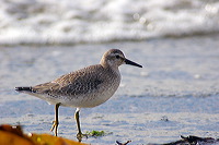 Knot (Calidris canutus) - Becasseau maubeche - 17924