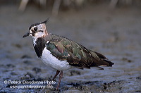 Lapwing (Vanellus vanellus) - Vanneau huppé - 17573