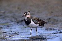 Lapwing (Vanellus vanellus) - Vanneau huppé - 17575