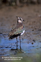 Lapwing (Vanellus vanellus) - Vanneau huppé - 17576