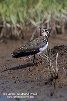 Lapwing (Vanellus vanellus) - Vanneau huppé - 17934