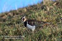Lapwing (Vanellus vanellus) - Vanneau huppé - 17580 Lapwing (Vanellus vanellus) - Vanneau huppé - 17580