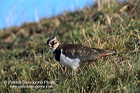 Lapwing (Vanellus vanellus) - Vanneau huppé - 17580