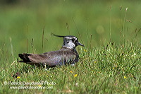 Lapwing (Vanellus vanellus) - Vanneau huppé - 17584