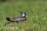 Lapwing (Vanellus vanellus) - Vanneau huppé - 17584 Lapwing (Vanellus vanellus) - Vanneau huppé - 17584