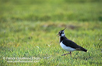 Lapwing (Vanellus vanellus) - Vanneau huppé - 17589