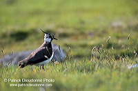 Lapwing (Vanellus vanellus) - Vanneau huppé - 17596